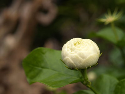 Flower budding.