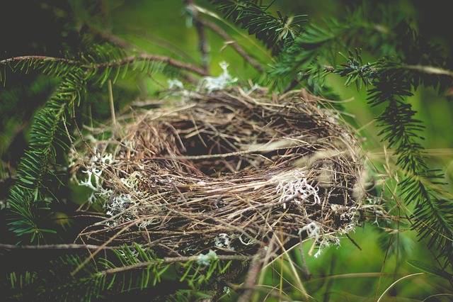 Birds nest.